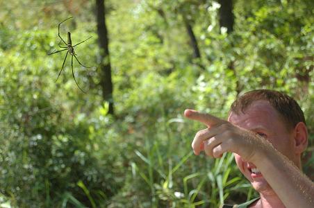 BIG spiders. These were everywhere