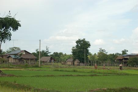 more paddy fields