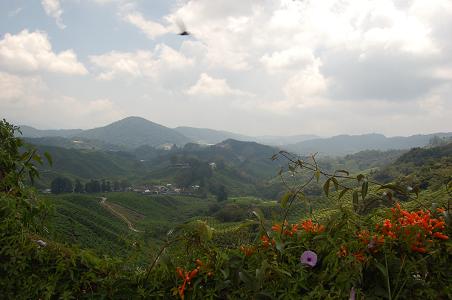 Boh tea company plantation at Sungai Palas 