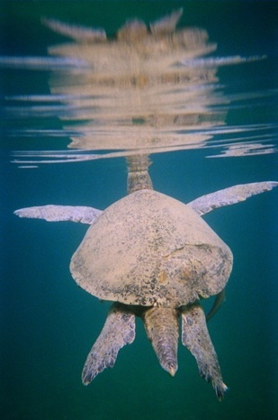 Giant 100 year old leatherback turtle