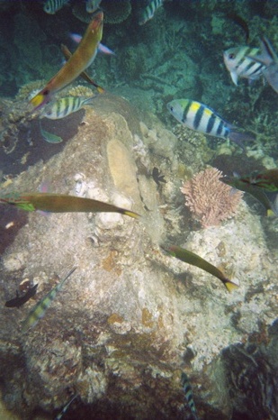 Some pretty fishes and reef