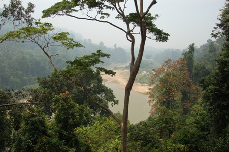 View from the canopy walkway