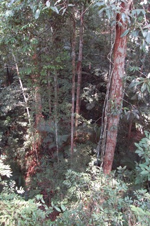 From the canopy to the floor