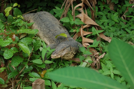 One of the resident HUGE monitor lizards