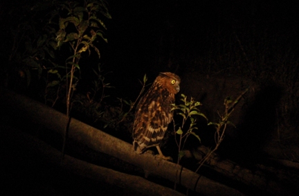 One of many owls on the night safari