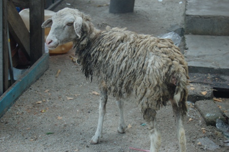 A Rasta Goat