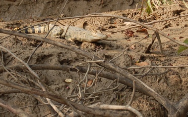 Baby crocodile