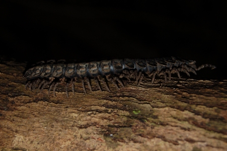 Millipede? Centipede?  Loads of legs anyway...