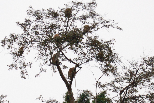 Proboscis monkeys