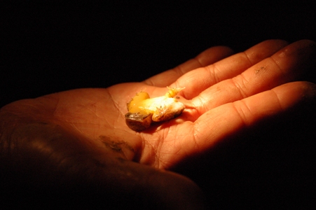 Yellow bellied frog playing dead