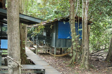 The jungle camp