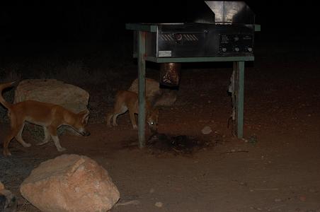 Dingoes