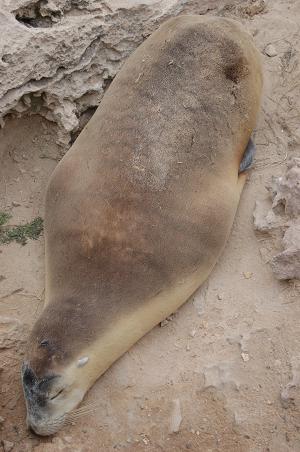 New Zealand Fur Seal