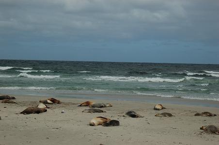 Australian fur sea lions at Seal Bay (sleeping, not dead)