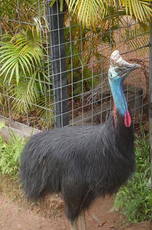 Cassowary: looks harmless but the big ones will disembowl you with their claws