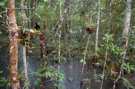 Coastal mangroves in Daintree NP