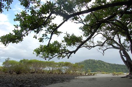 Beach at Cape Tribulation