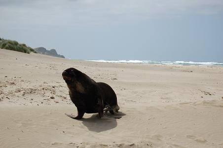 Hooker Sea Lion