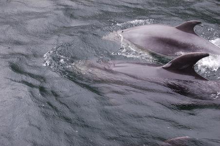 Bottlenose Dolphins