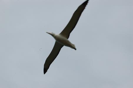 Royal Albatross