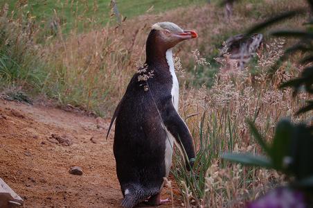 Yellow Eyed Penguin