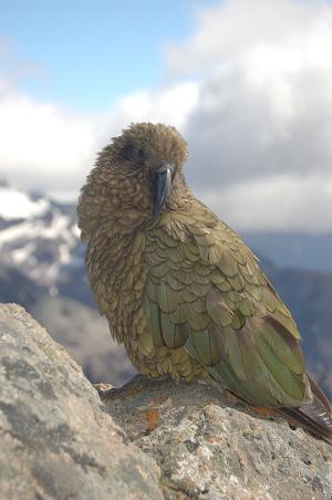 Pesky Kea again