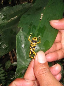 Poisonous tree frog