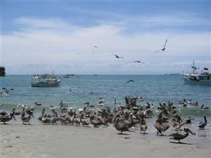 A beach full of pelicans