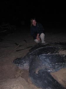 Giant Leatherback Turtle