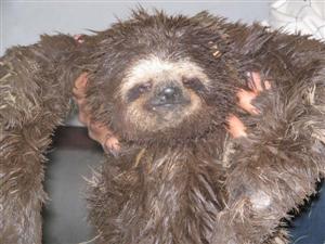 Soggy Sloth!