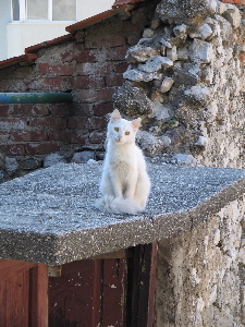 Cat in the ruins, Mostar