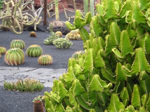 Cactus park, Lanzarote