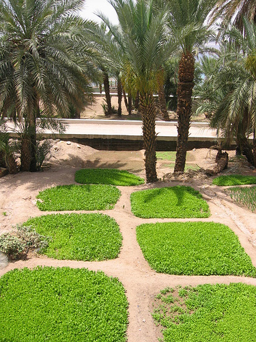 Aqaba gardens