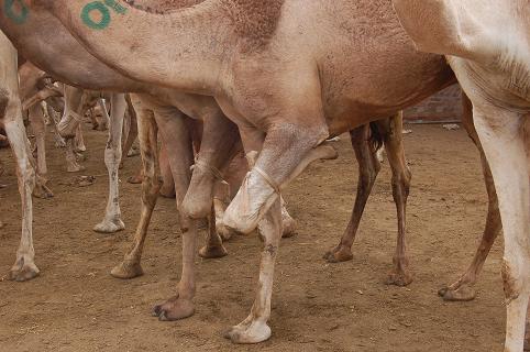 camel legs