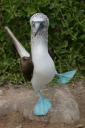 blue-footed_booby.jpg