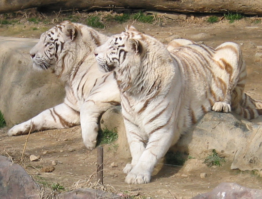 white tigers