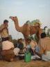 camels.jpg