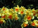 Yellow flowers