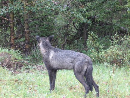 Black And White Wolf Images. we saw a Black Wolf,