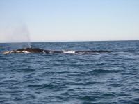 whale_breathing.JPG