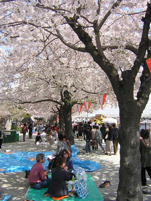 Cherry_blossom_viewing.JPG