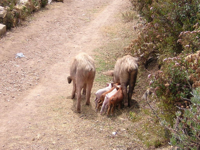 Family_of_Pigs-Isla_del_Sol.JPG