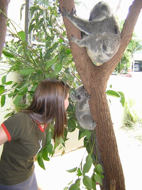 Nate_with_Koalas.JPG