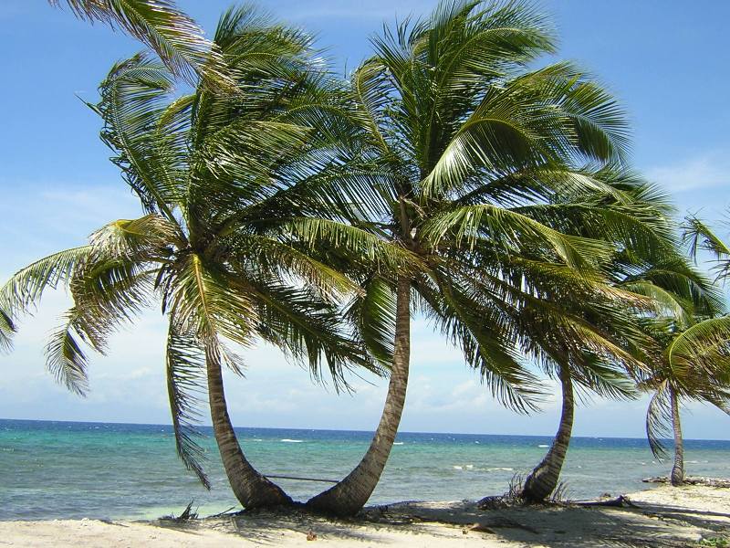 Palms_on_Utila.JPG