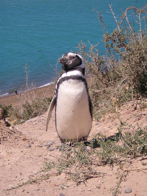 Penguin.JPG