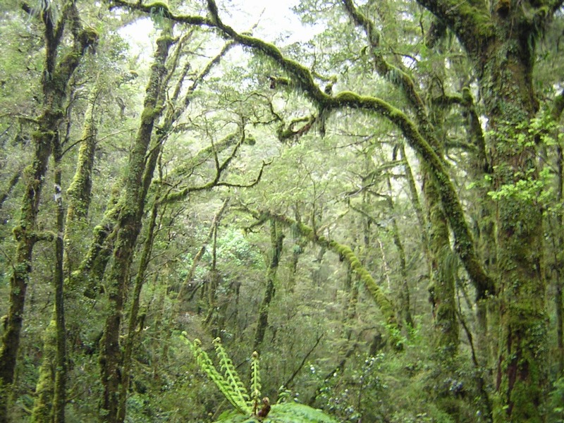 near_milford_sound.JPG