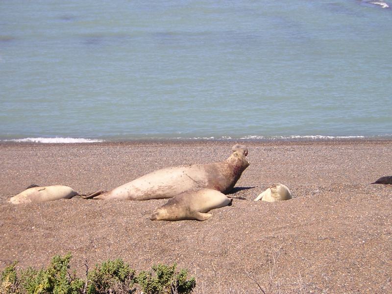 sea_elephants.JPG