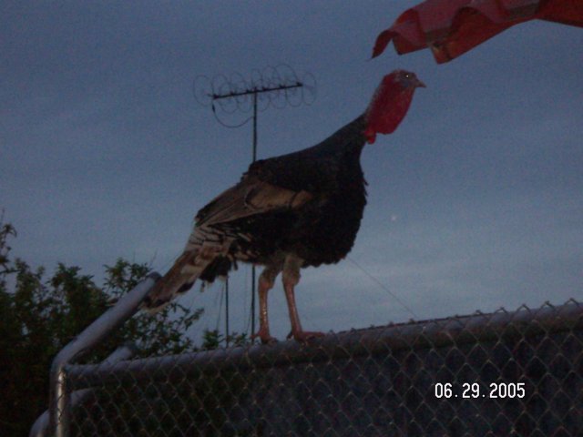 PICT0066.jpg