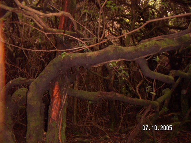 PICT0248.jpg