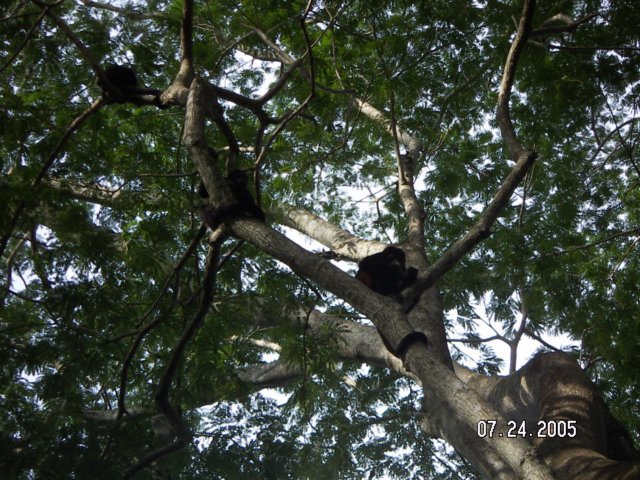 PICT0436.jpg